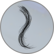 Capelli